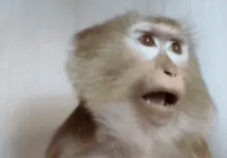 😳 bc314872 khỉ, động vật, linh trưởng, động vật có vú, động vật hoang dã, thiên nhiên telegram sticker