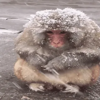 🥶 e4219c19 khỉ, tuyết, lạnh, động vật, mùa đông, thiên nhiên telegram sticker