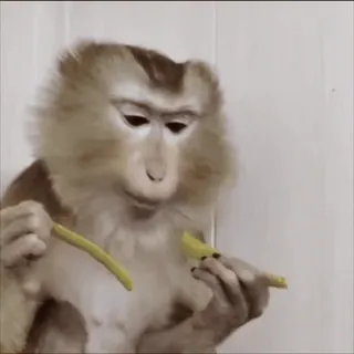 🌟 e883cef6 khỉ, động vật, linh trưởng, ăn telegram sticker