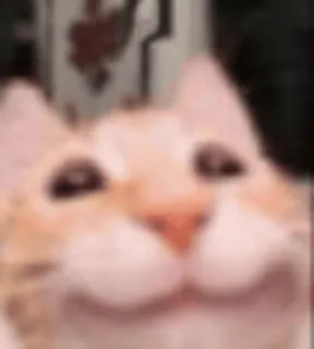 🥰 9fa018fc 猫, 动物, 宠物, 橘猫, 梗, 搞笑, 可爱 telegram sticker