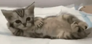 😭 a5f3b0c3 小猫, 猫, 可爱, 迷人, 宠物, 动物 telegram sticker