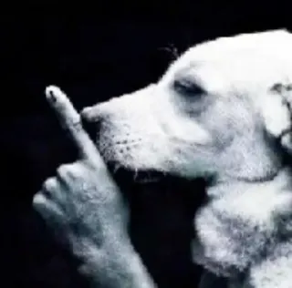 🤫 82220273 狗, 中指, 冒犯, 手势, 动物 whatsapp sticker