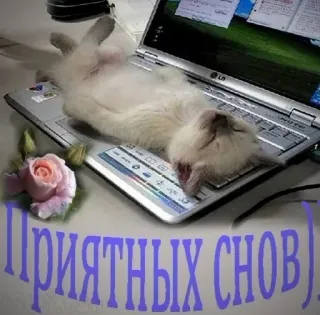 😴 ab0f3a31 Приятных снов 猫, 笔记本电脑, 睡眠, 可爱, 玫瑰, 问候 whatsapp sticker