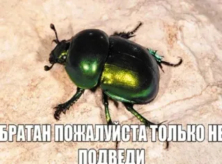 😉НУ)) @emojis4 @e4zybot whatsapp stickers