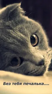 😖 f3b81296 Без тебя печалька... 猫, 悲伤, 孤独, 俄语, 宠物, 动物 whatsapp sticker