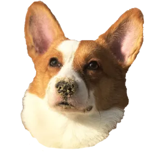 🌴 2e69ad62 anjing, corgi, hewan peliharaan, binatang, lucu, anak anjing telegram sticker