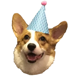 Nugget the Corgi telegram stickers