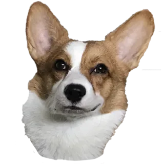 😏 4a701728 corgi, anjing, hewan, peliharaan, imut telegram sticker
