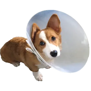Nugget the Corgi whatsapp stickers
