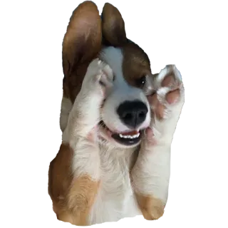 🙈 7588ec2d anjing, anak anjing, binatang, imut, ceria telegram sticker