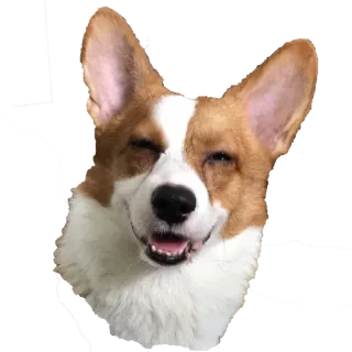 Nugget the Corgi telegram stickers