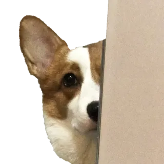 Nugget the Corgi telegram stickers