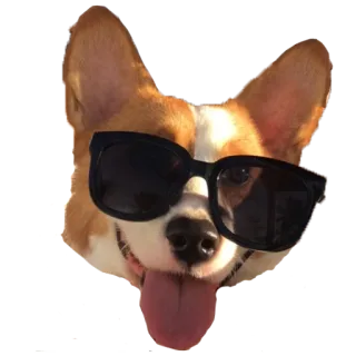 😎 90ee447c anjing, corgi, kacamata hitam, hewan, hewan peliharaan, keren telegram sticker