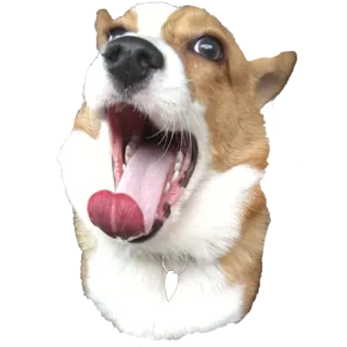 😮 b2279af8 corgi, anjing, hewan peliharaan, hewan, lucu, meme telegram sticker