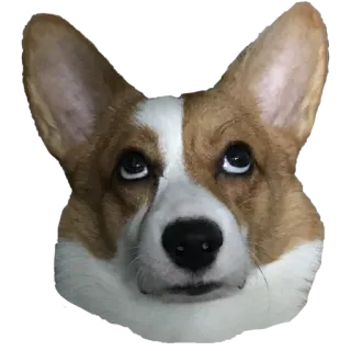 🙄 ef75af45 corgi, anjing, hewan, peliharaan, lucu, kepala telegram sticker