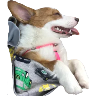 😴 efeb225e anjing, corgi, hewan, peliharaan, lucu telegram sticker