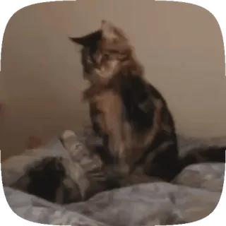 🐱 4b5b2d67 gato, gatinho, animal, animal de estimação, fofo, felino telegram sticker