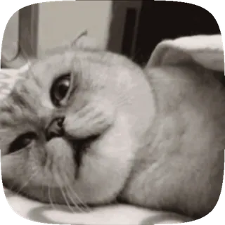 🐱 9423c926 gato, animal de estimação, animal, gato doméstico, fofo telegram sticker