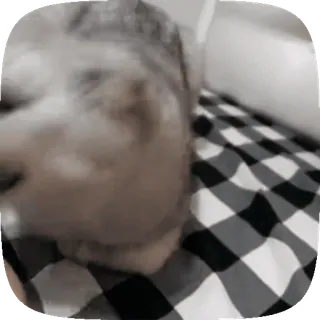 🐱 9c9e0b33 telegram sticker