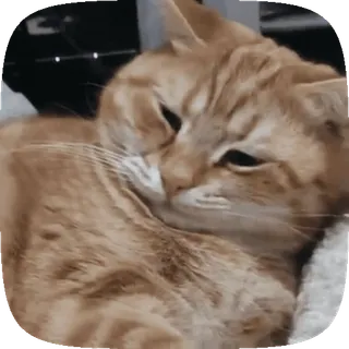 🐱 a9ed771e gato, gato laranja, animal, animal de estimação, felino telegram sticker