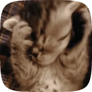 🐱 de609542 gatinho, gato, dormindo, animal de estimação, animal, fofo telegram sticker