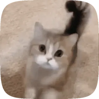 🐱 ea5ddf5a gato, gatinho, fofo, animal de estimação, animal telegram sticker