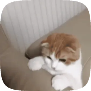 🐱 edb3b457 gato, gatinho, animal de estimação, animal, fofo, gato doméstico telegram sticker