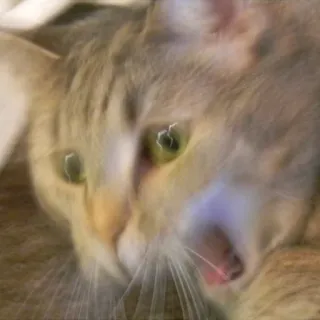 🐜 23dd054f mèo, động vật, thú cưng, mèo telegram sticker