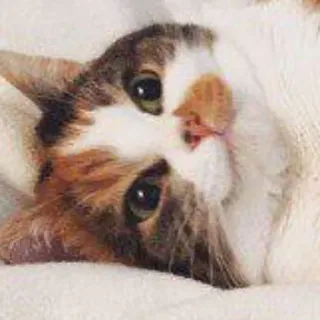 🙂 4efeb6fc mèo, thú cưng, động vật, dễ thương, nhà telegram sticker