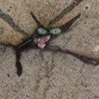 💩 82e080e9 telegram sticker