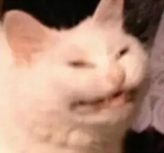 😩 f3cf008d mèo, meme, động vật, vui nhộn, internet, biểu cảm telegram sticker