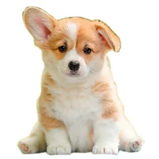 🤠 898e8e49 หมา, คอร์กี้, ลูกหมา, สัตว์, น่ารัก, สัตว์เลี้ยง telegram sticker