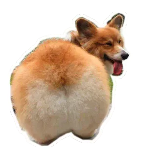 😏 a510ab5e คอร์กี้, หมา, สัตว์, ก้น, ตลก, น่ารัก, สัตว์เลี้ยง telegram sticker