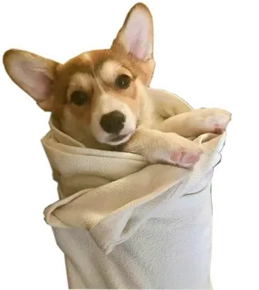 ☹️ d2eb5ec8 คอร์กี้, หมา, ลูกหมา, น่ารัก, สัตว์, สัตว์เลี้ยง, ผ้าขนหนู telegram sticker