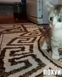 💯 3e4bde0a ПОХУЙ gatito, gato, ruso, texto, alfombra, mono telegram sticker
