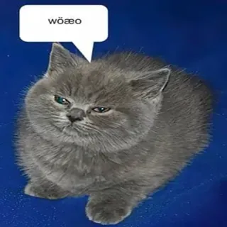 🐈 b69e6ccc woaeo gato, meme, gracioso, animal, mascota telegram sticker