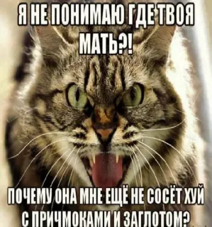 🤬 fe0da5fb Я НЕ ПОНИМАЮ ГДЕ ТВОЯ
МАТЬ?! 
ПОЧЕМУ ОНА МНЕ ЕЩЁ НЕ СОСЁТ ХУЙ
С ПРИЧМОКАМИ И ЗАГЛОТОМЭ gato, ofensivo, meme, ruso, animal telegram sticker