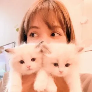 🐈 e07a36f0 cat, kitten, animal, pet, woman, cute, portrait telegram sticker