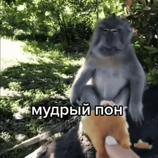 обэма пон :: @fStikBot telegram stickers