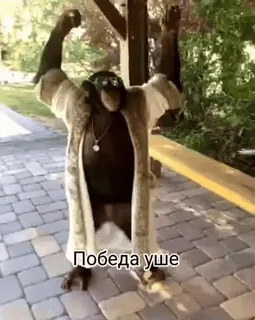 обэма пон :: @fStikBot whatsapp stickers