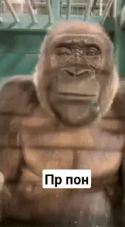 обэма пон :: @fStikBot whatsapp stickers