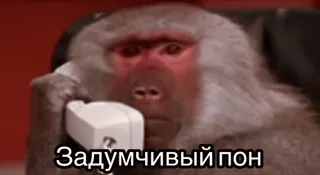 🤔 8f3131f4 Задумчивый пон monkey, phone, thinking, animal, baboon telegram sticker