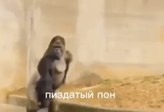 😏 9d3f50b5 пиздатый пон gorilla, animal, zoo, meme telegram sticker