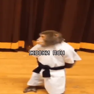 обэма пон :: @fStikBot telegram stickers