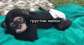 🐵 b4b0f724 грустни нипон monkey, ape, animal, cute telegram sticker