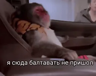 😎 dbf5c520 я сюда балтавать не пришол monkey, animal, driving telegram sticker