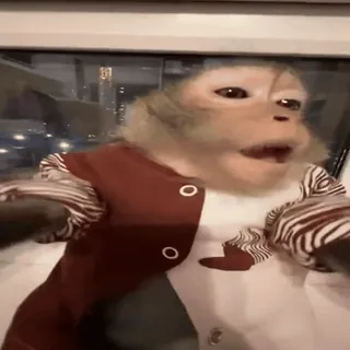 🥱 00872e80 monyet, binatang, primata, lucu, imut telegram sticker