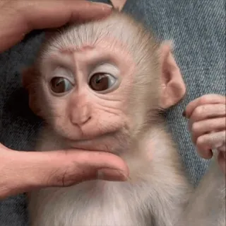 😠 07b81cfd monyet, lucu, hewan, hewan peliharaan, bayi monyet telegram sticker