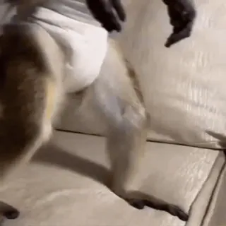 🍒 0b9c9eab monyet, kera, binatang, primata, sofa telegram sticker