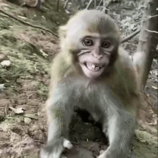 😂 0e9c9651 monyet, binatang, primata, satwa liar, imut telegram sticker